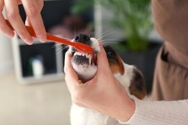 Cuidados dentales para perros