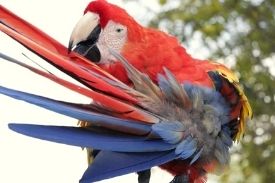 enfermendad de las plumas aves