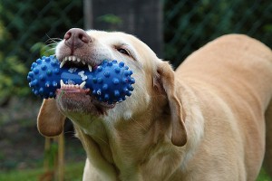 Consejos para la dentadura de nuestra mascota