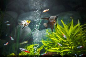 agua turbia en el acuario