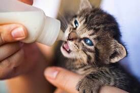 como alimentar a un gato bebe