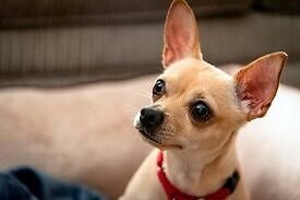chihuahua cabeza de venado