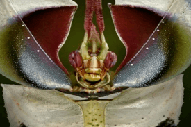 mantis flor del diablo