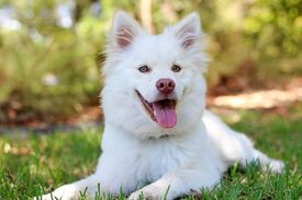 perros albinos