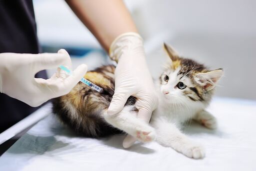 vacunas gatos