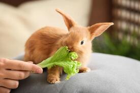 verduras que pueden comer los conejos