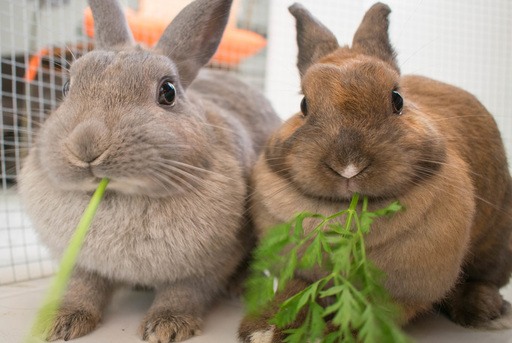 verduras que pueden comer los conejos