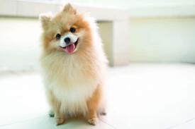 perros pequeños
