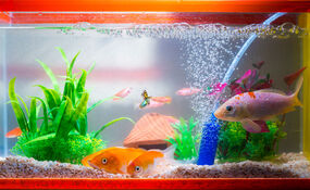 filtro para acuario