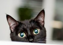 pupilas dilatadas en los gatos