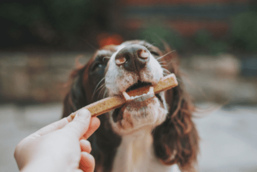 Snack para lavado de dientes en perros