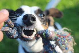limpieza de dientes en perros