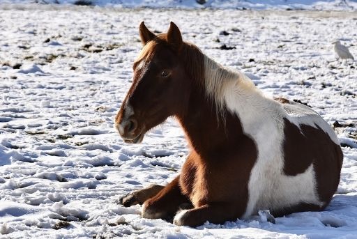 como se adaptan los caballos a las temperaturas