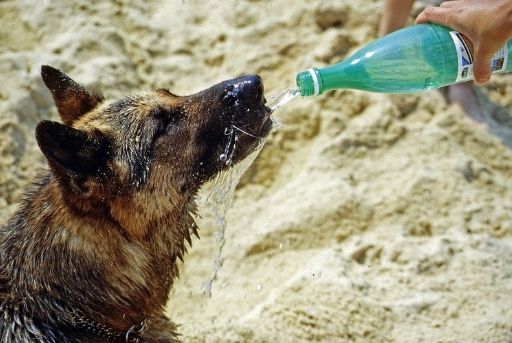 Hidrata a tu perro en épocas de calor